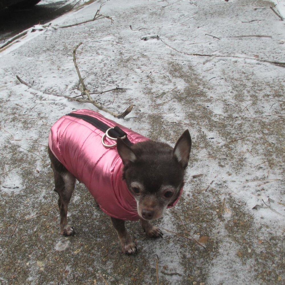 Hot pink size small chihuahua dog puffer vest jacket worn by Chiquita!
